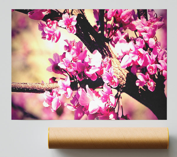 Pink Blossom Print