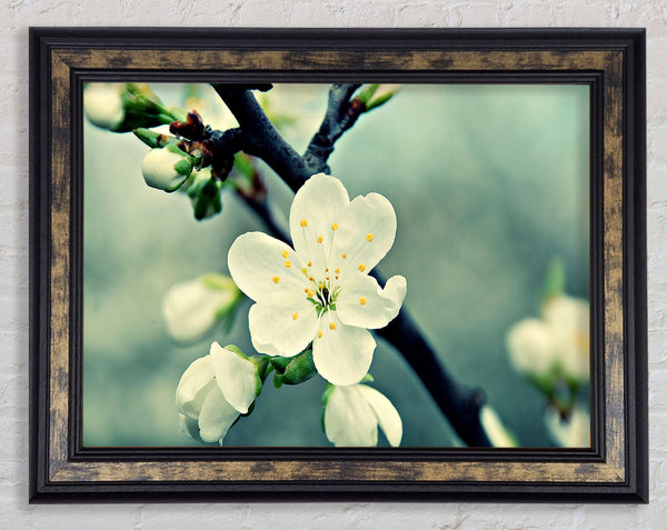 Beautiful Apple Blossom Framed Print