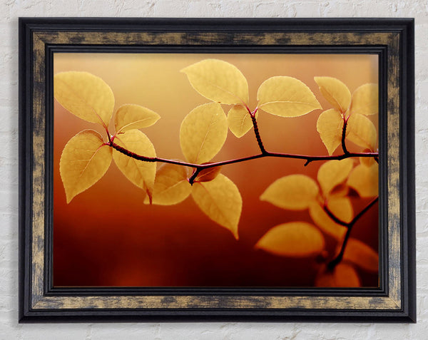 Branch Brown Framed Print