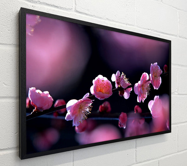Pink Blossom Flowers