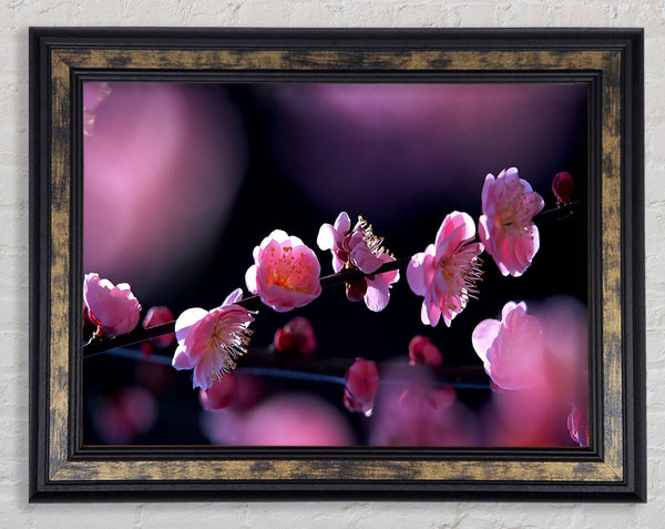 Pink Blossom Flowers Framed Print