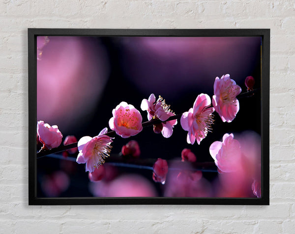 Pink Blossom Flowers Framed Print