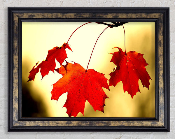 Red Oak Leaves Close Up Framed Print