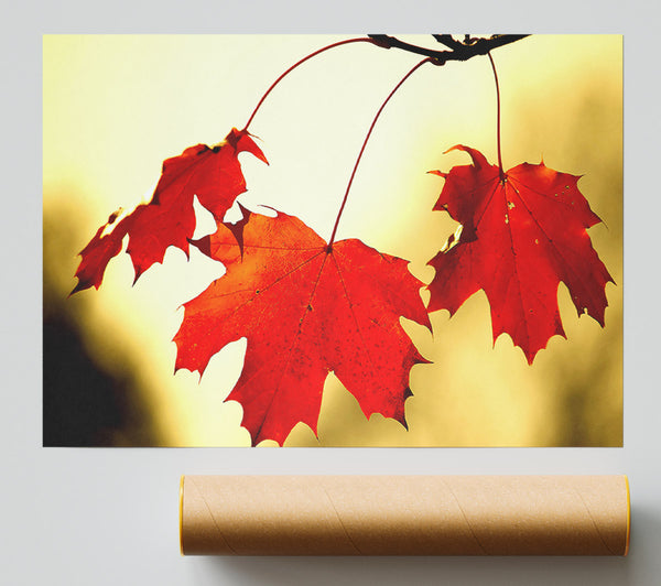 Red Oak Leaves Close Up Poster