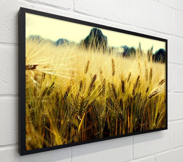 Yellow Grain
