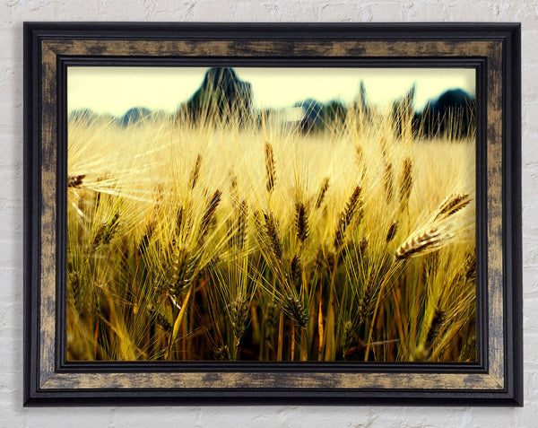 Yellow Grain Framed Print