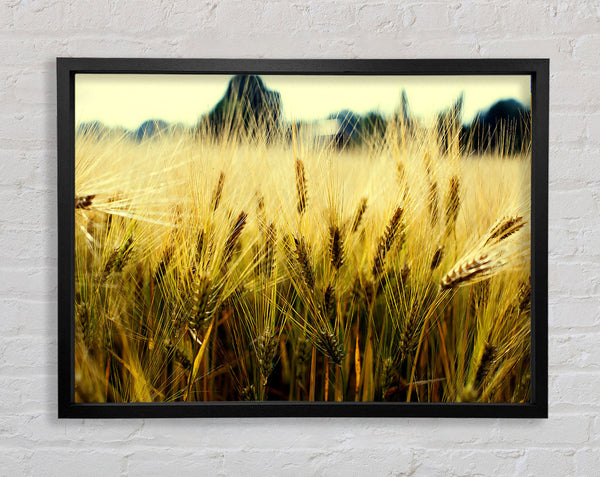 Yellow Grain Framed Print