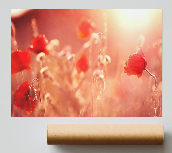 Summer Light Giclee Print