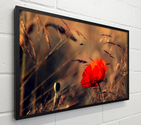 Red Poppy Field In Golden Light