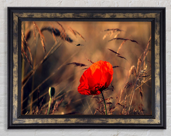 Red Poppy Field In Golden Light Framed Print