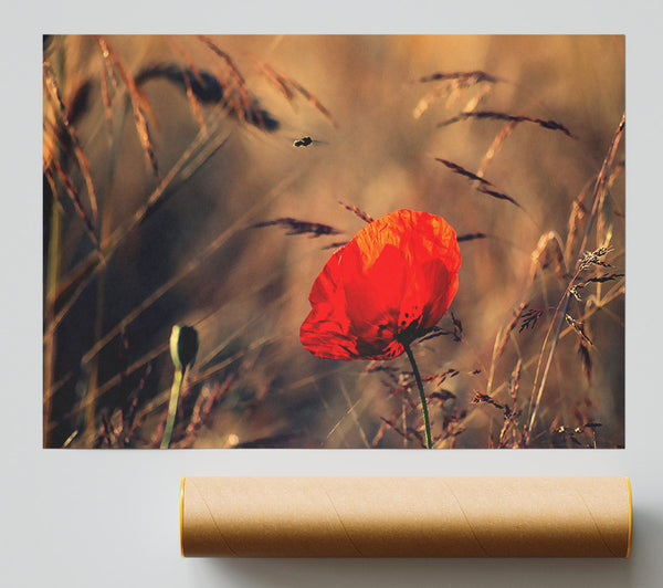 Red Poppy Field In Golden Light Poster