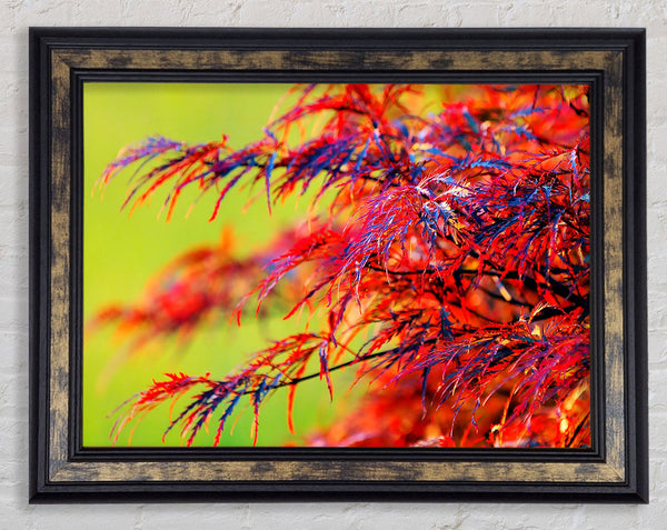 Red Leaves Shrub Framed Print