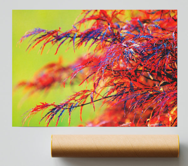 Red Leaves Shrub Giclee Print