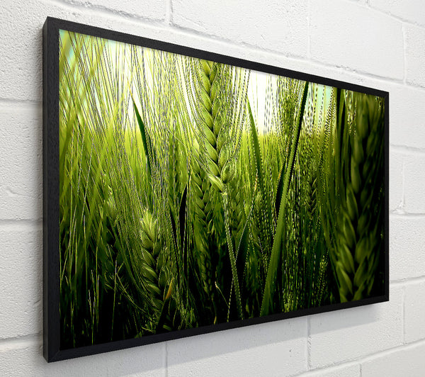 Life Below The Reeds