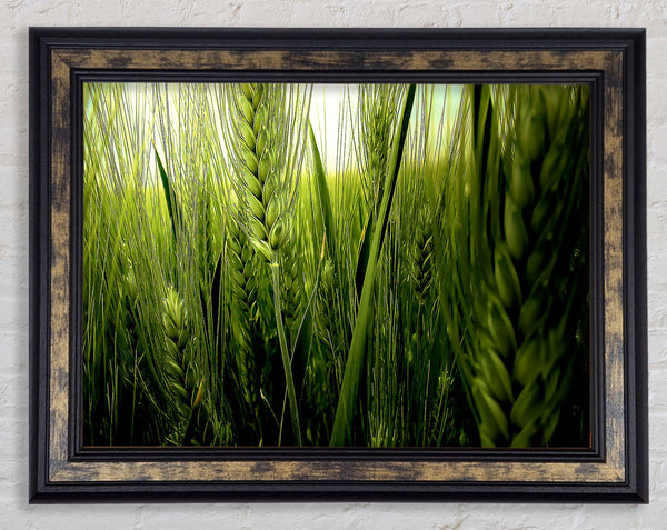 Life Below The Reeds Framed Print