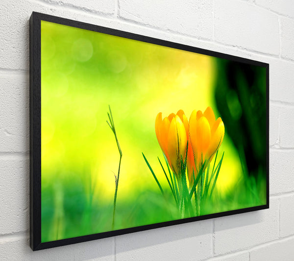 Yellow Crocus Flowers