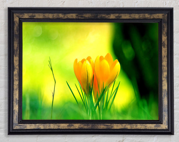 Yellow Crocus Flowers Framed Print