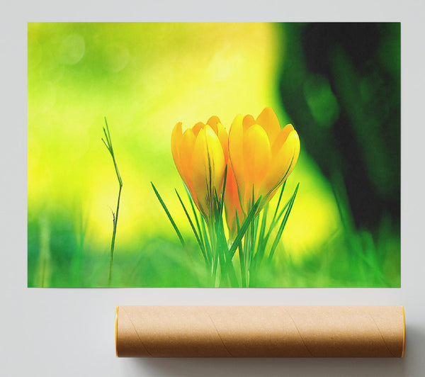 Yellow Crocus Flowers Poster