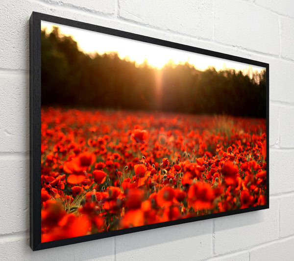 Poppies Meadow