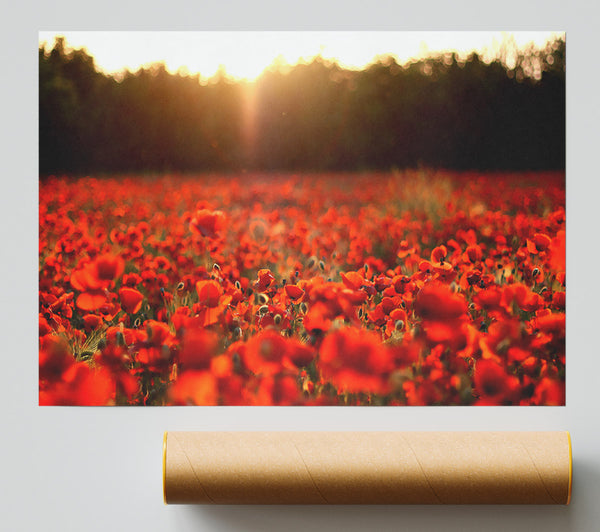Poppies Meadow Poster