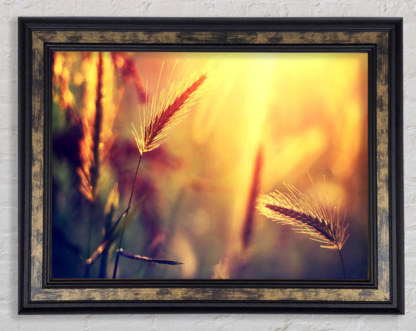 Summer Wheat Field In Golden Light Framed Print