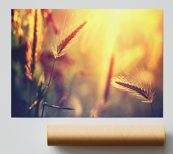 Summer Wheat Field In Golden Light Giclee Print