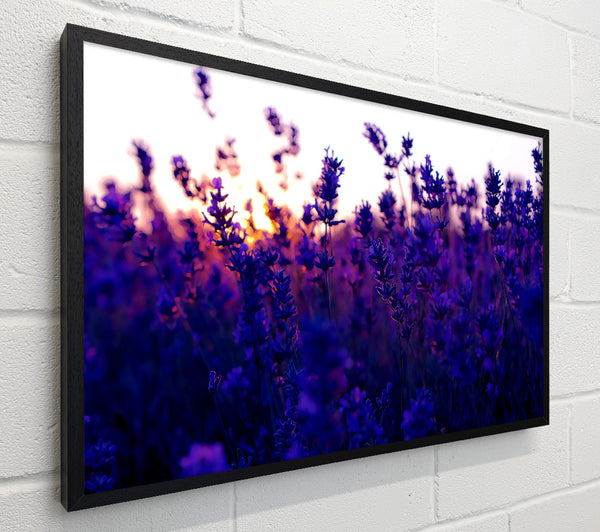 Lavender Field And Sunset