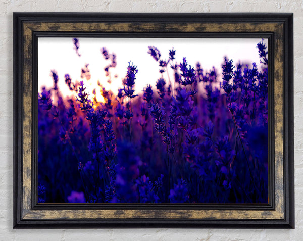 Lavender Field And Sunset Framed Print