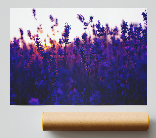 Lavender Field And Sunset Poster