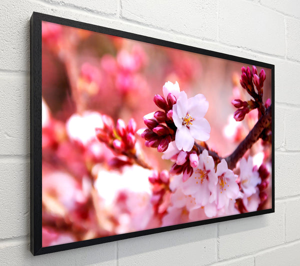 Cherry Blossom Buds