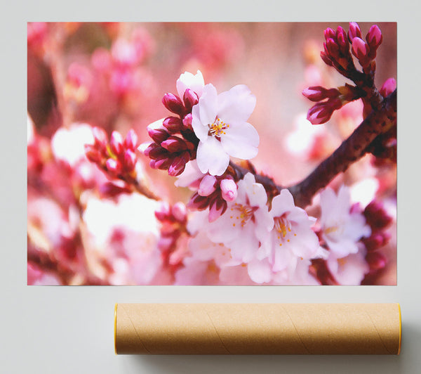 Cherry Blossom Buds Print