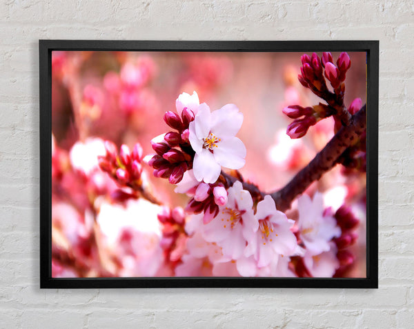 Cherry Blossom Buds