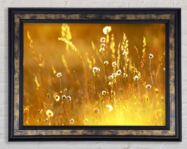 Summer Sunlight Over Field Framed Print