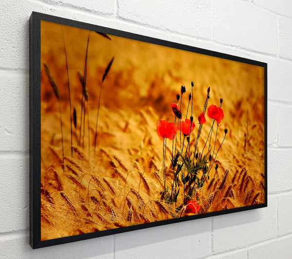 Poppies 3
