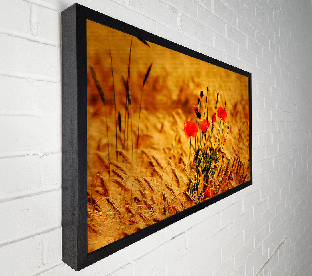  A Canvas Print of Poppies 3 Canvas Art