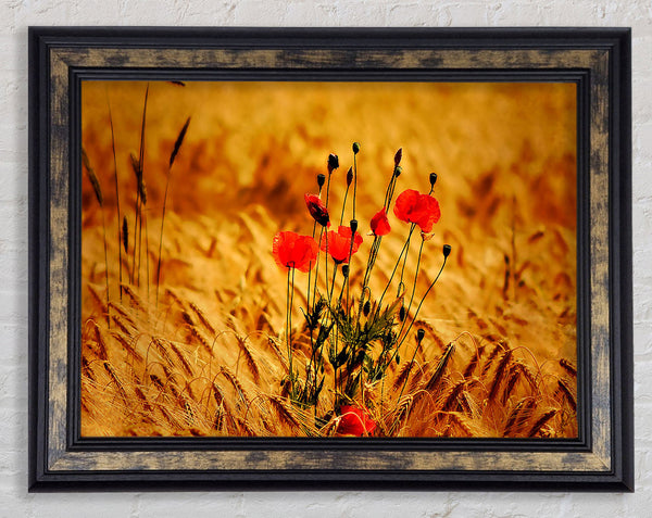 Poppies 3 Framed Print