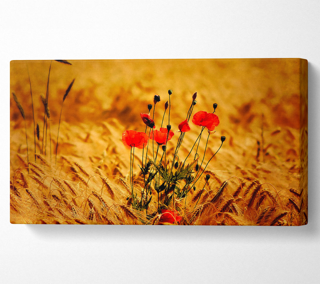  A Canvas Print of Poppies 3 Canvas Art