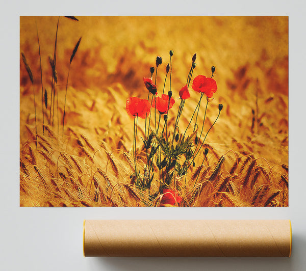 Poppies 3 Print