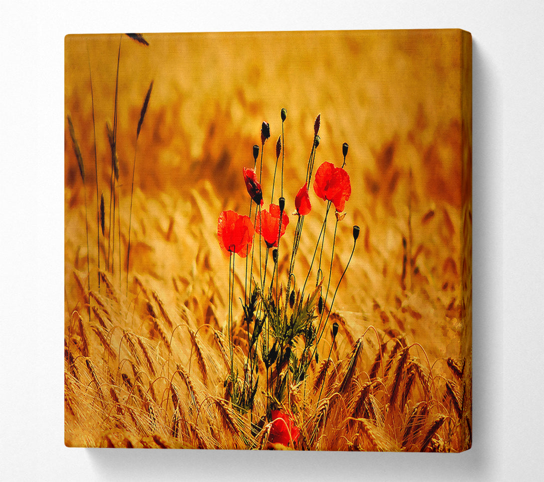  A Canvas Print of Poppies 3 Canvas Art