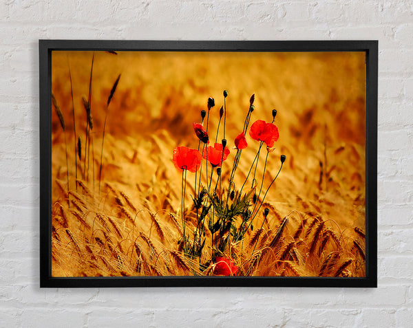 Mohnblumen 3