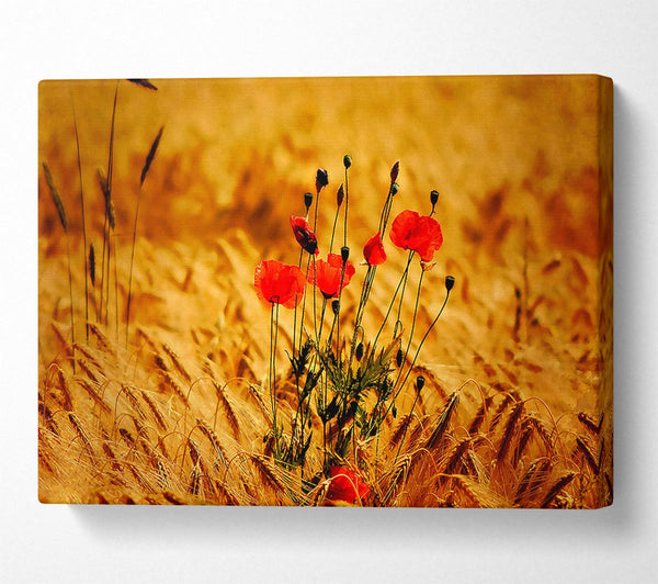 Poppies 3