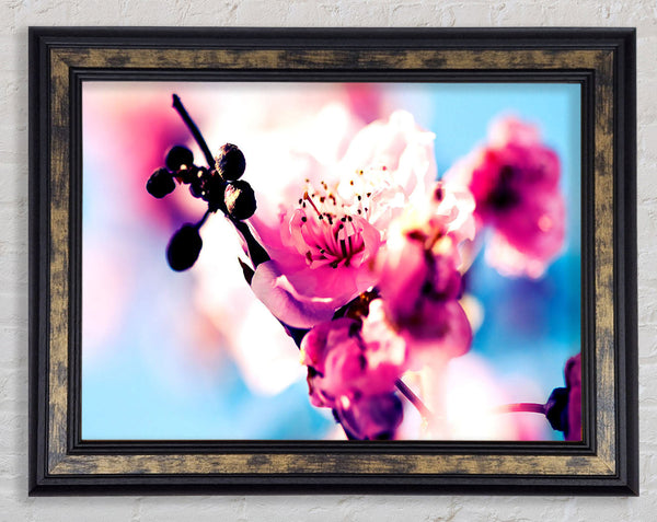 Beautiful Cherry Blossom Framed Print