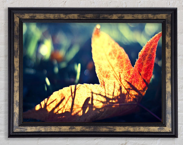 Fallen Leaf Framed Print