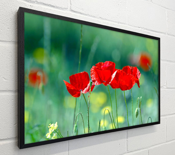 Summer Poppies
