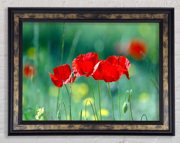 Summer Poppies Framed Print