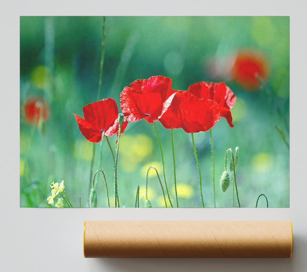 Summer Poppies Poster