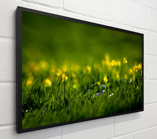 Summer Grass