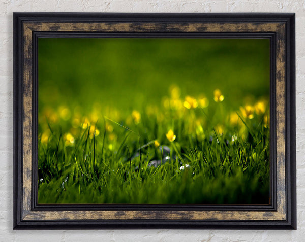 Summer Grass Framed Print