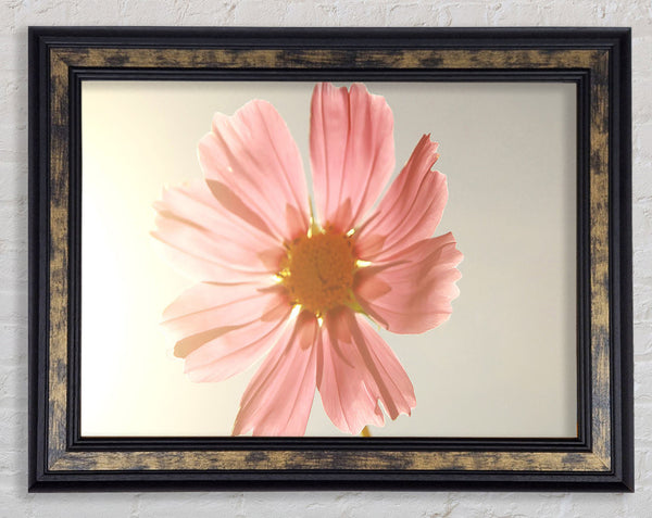 Summer Sun Framed Print