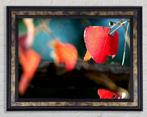 Red Leaves Macro Framed Print